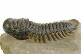 Detailed Crotalocephalina Trilobite - Atchana, Morocco #359540-1